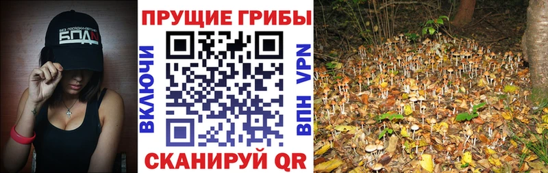 Галлюциногенные грибы мицелий  Купить где  Тосно 